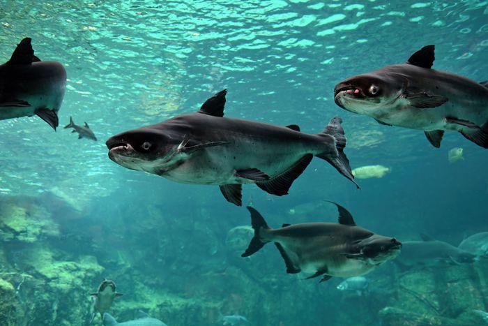 2024 Endangered and Protected Fish Species: How You Can Help